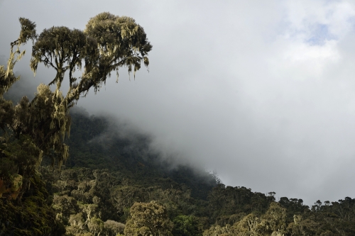 14-nature-photograhy-forest-photography-mountain-photography-rwenzori-democratic-republic-of-congo